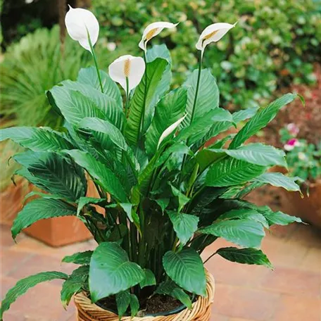 Spathiphyllum floribundum 'Zero Cupido'®