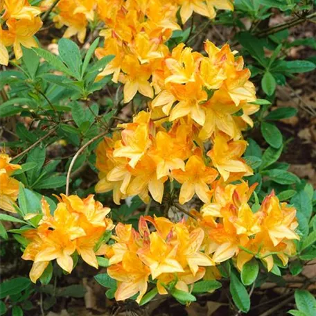 Rhododendron mollis x sinensis 'Directeur Moerlands'