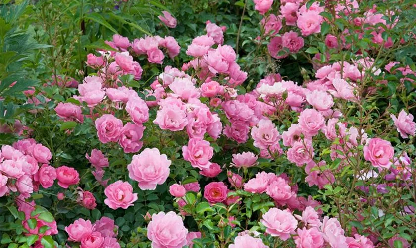 Rosa 'Sommerwind'®