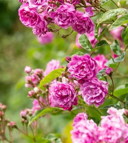 Rosenpflege – pflanzen, schneiden, düngen