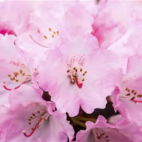 Rhododendron yakushimanum 'Heinje´s Zauberflöte'