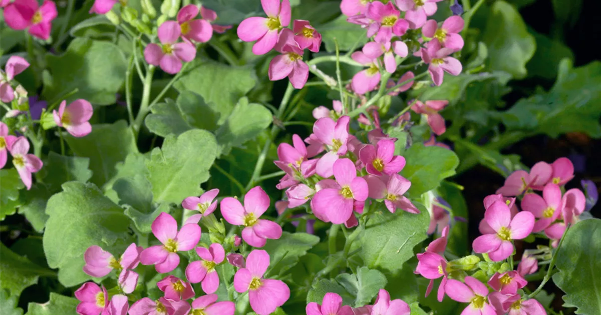 KaukasusGänsekresse Pflanze, Pflege & Tipps Floragard