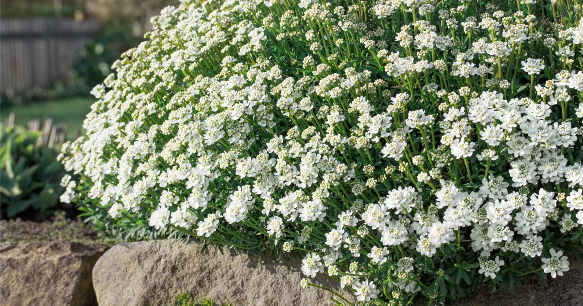 KaukasusGänsekresse 'Grandiflora Superba' Pflanze, Pflege & Tipps