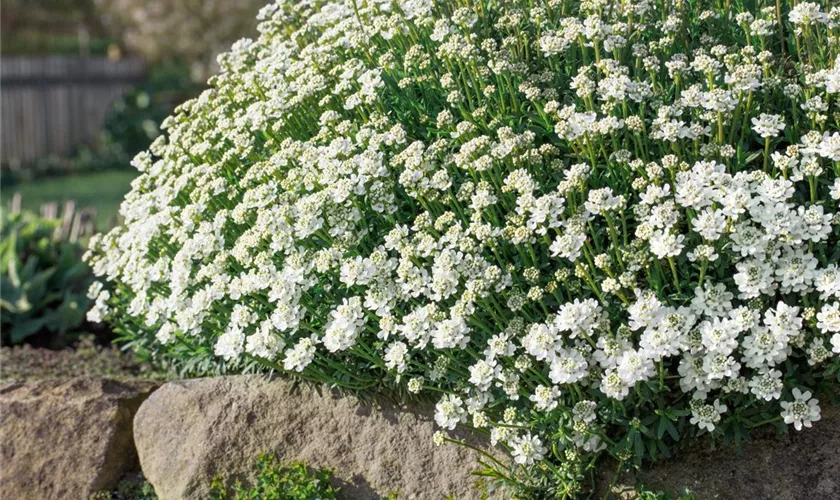 Garten-Gänsekresse 'Snowfire'