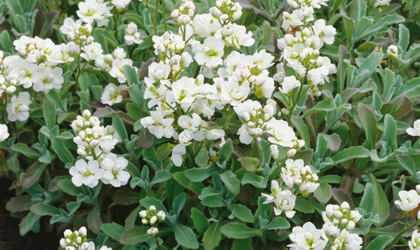 Kaukasische Gänsekresse Floragard Pflanzeninfothek