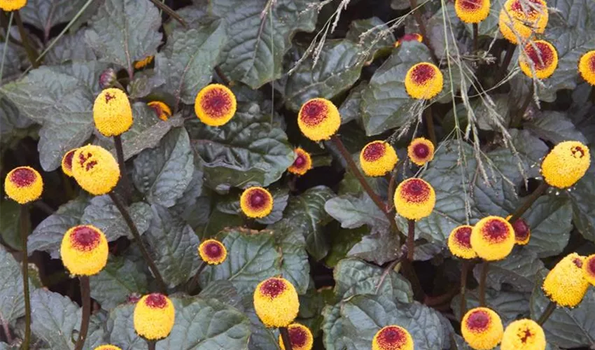 Peek A Boo Para Cress (Spilanthes oleracea 'Peek A Boo') in