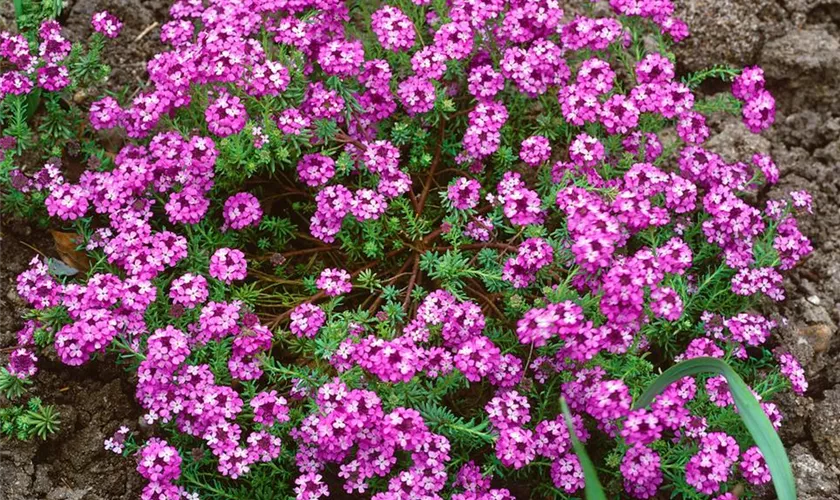 Aethionema armenum 'Warley Rose'
