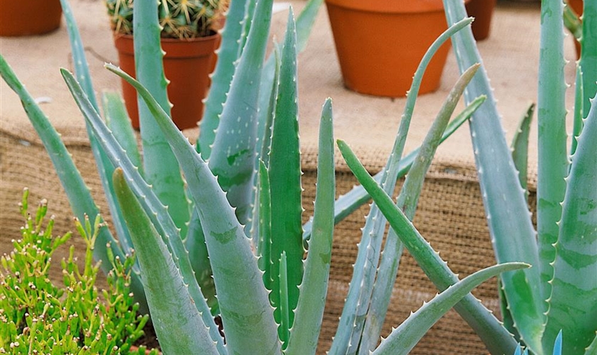 Echte Aloe Floragard Pflanzeninfothek