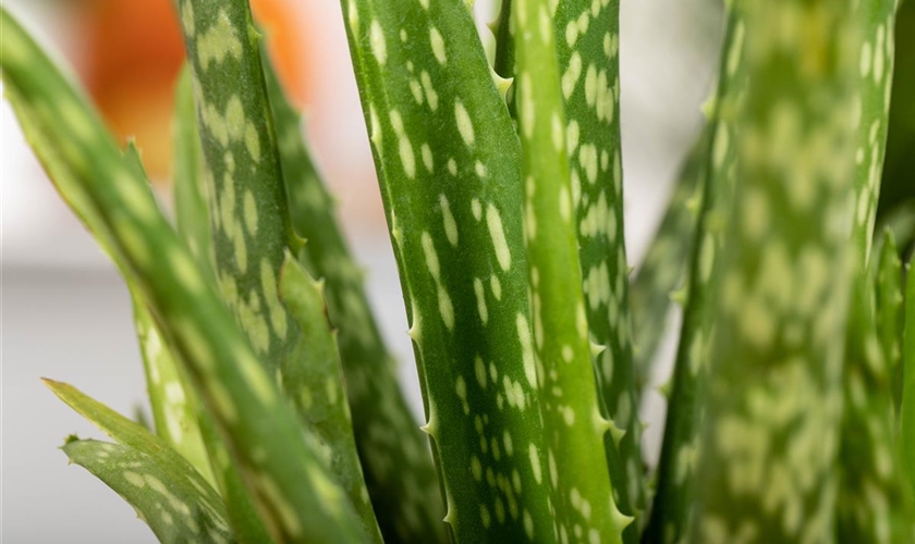 Echte Aloe Floragard Pflanzeninfothek