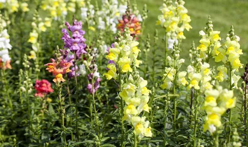 GartenLöwenmaul Floragard Pflanzeninfothek