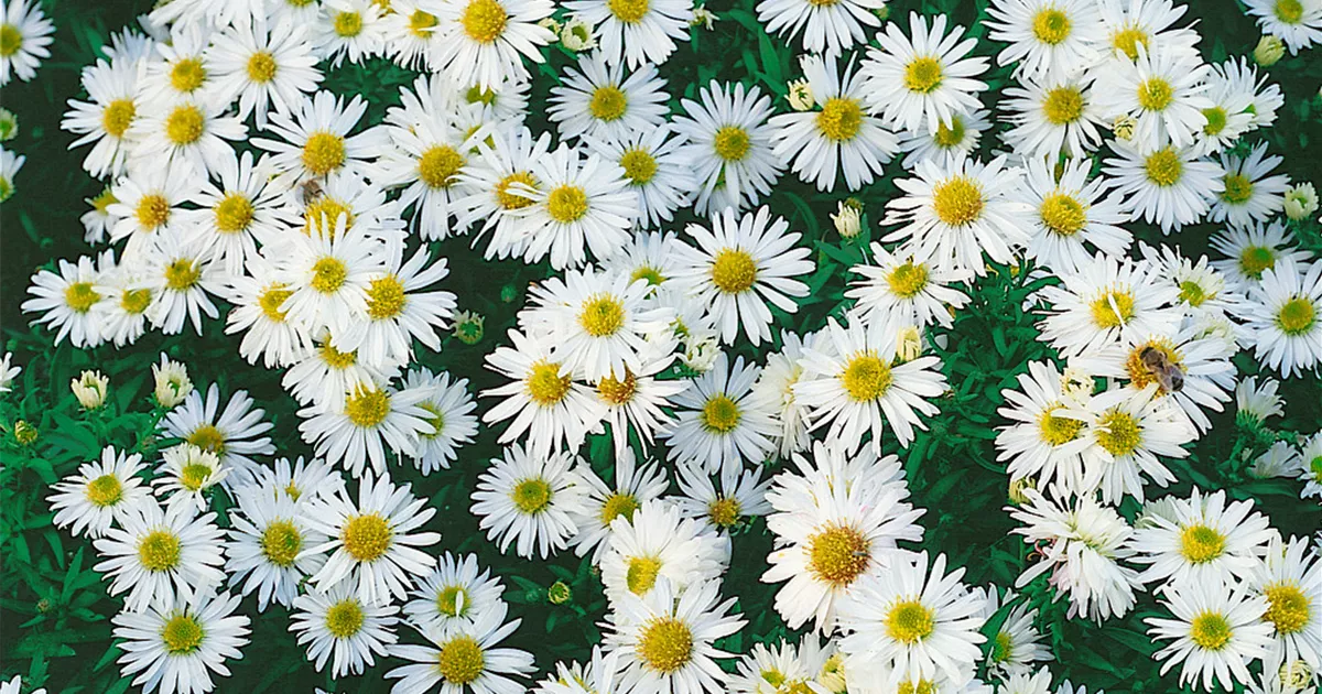 Aster dumosus 'Magic White' Pflanze, Pflege & Tipps Floragard