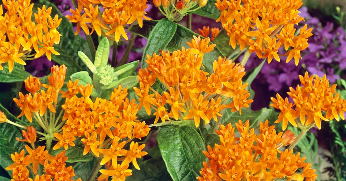 Asclepias tuberosa 'Interior' Pflanze, Pflege & Tipps Floragard