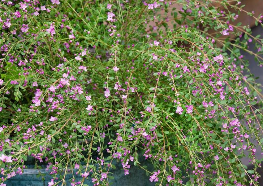 Boronia crenulata 'Shark Bay' Floragard Pflanzeninfothek