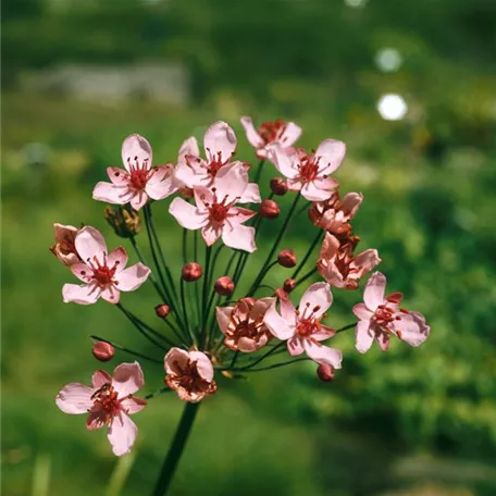 Garten-Schwanenblume 'Rosenrot'