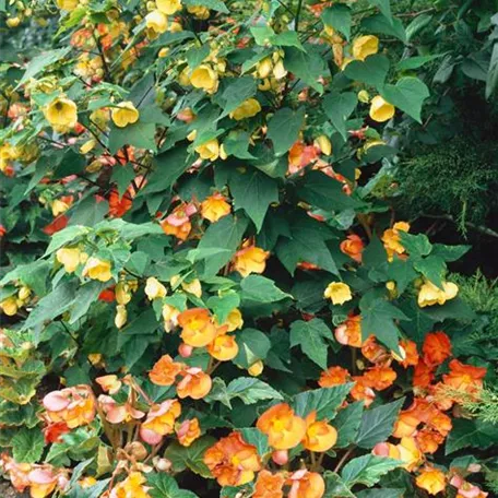 Begonia x tuberhybrida 'Champangner'