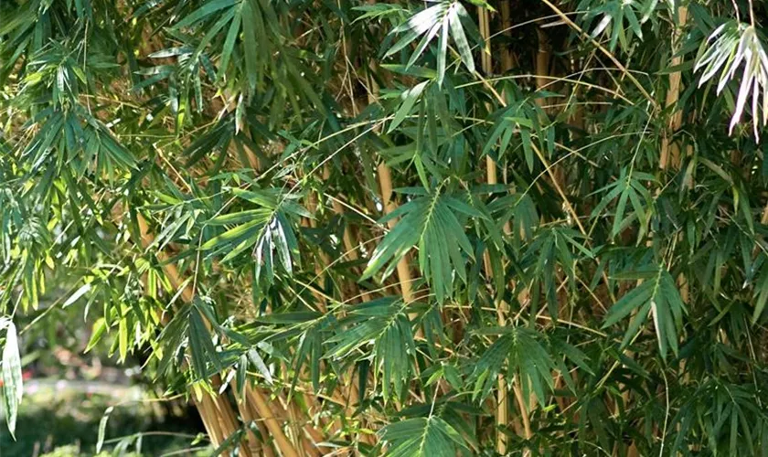 Hecken-Bambus 'Sunshine'