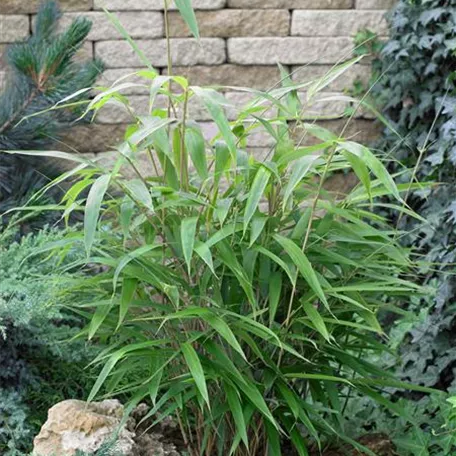 Bambusa vulgaris 'Monika'