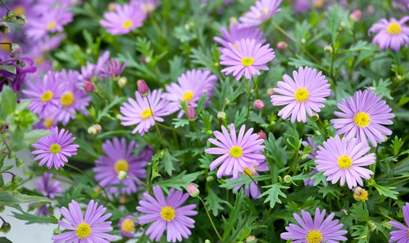 angustifolia 'Brasco'® Floragard Pflanzeninfothek