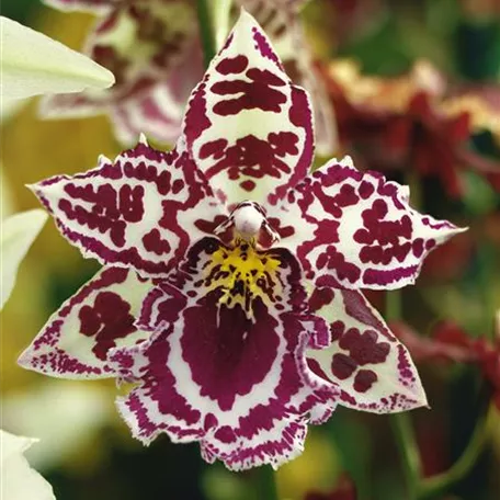 Orchidee 'Eurostar'