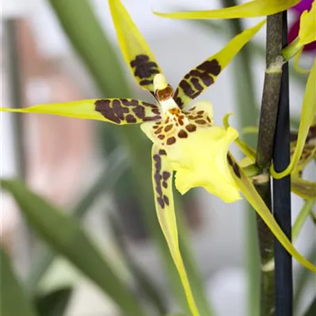 Spinnenorchidee 'Eternal Wind'