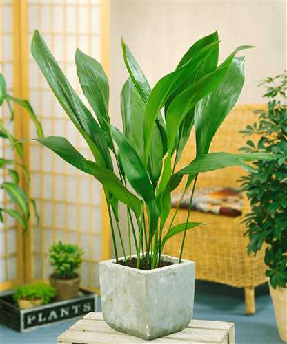 Aspidistra elatior 'Milky Way' Floragard Pflanzeninfothek