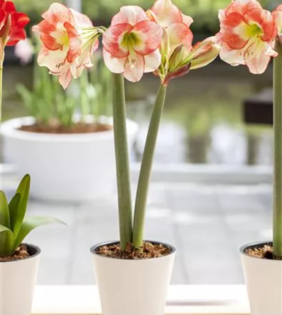 Blumenzwiebeln im Haus – Frühling im Wohnzimmer