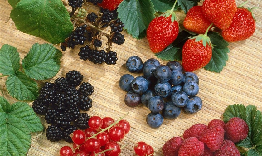 Beeren - Floragard Pflanzeninfothek
