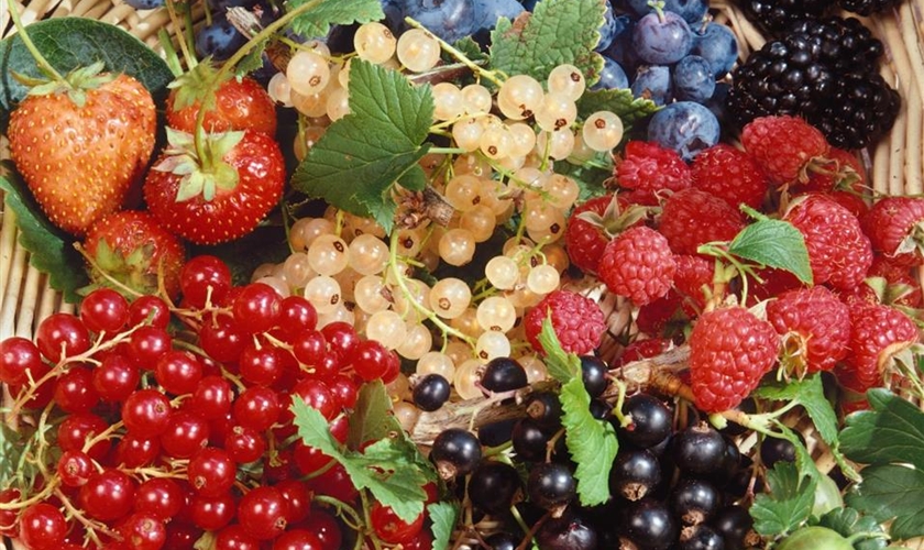 Beeren - Floragard Pflanzeninfothek
