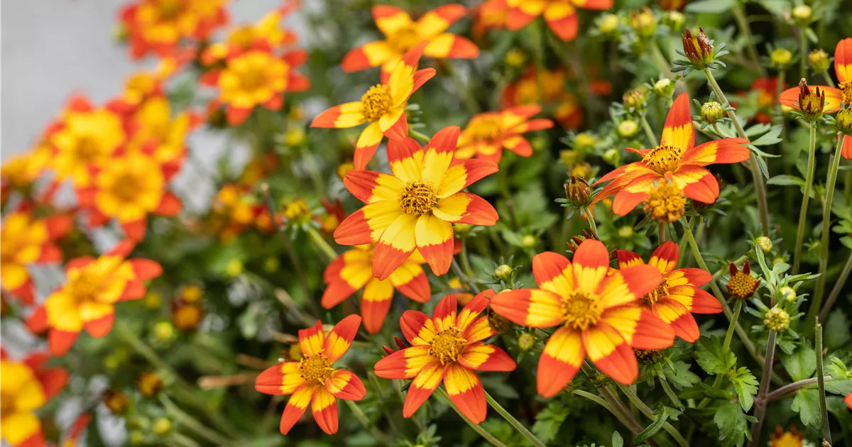 Bidens Ferulifolia Bidy Bop Shine Star Pflanze Pflege Tipps Floragard bidens-ferulifolia-bidy-bop-shine-star-pflanze-pflege-tipps-floragard