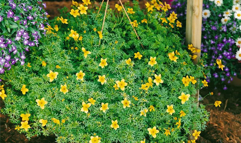 Bidens Ferulifolia Solaire Pflanze Pflege Tipps Floragard bidens-ferulifolia-solaire-pflanze-pflege-tipps-floragard
