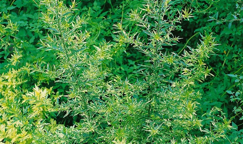 Artemisia abrotanum var. camphorata