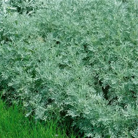 Artemisia absinthium 'Lambrook Mist'