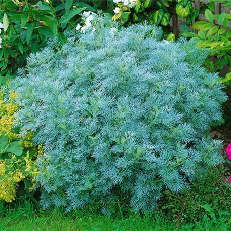 Artemisia arborescens 'Citrina'
