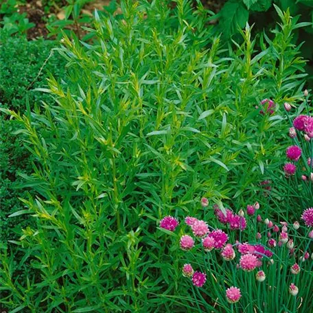 Artemisia dracunculus 'French Tarragon'