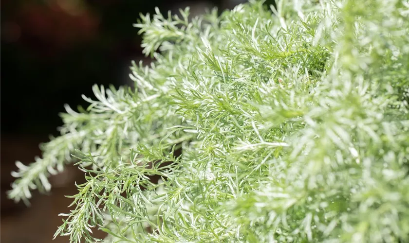 Artemisia glacialis 'Gletscherraute'