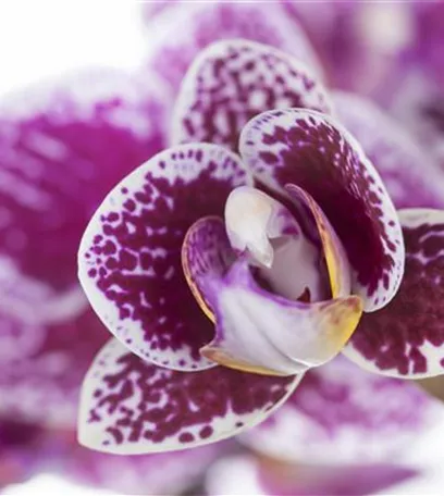 Die Königin der Zimmerpflanzen – Orchideen allgemein