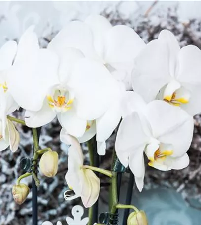 Die Königin der Zimmerpflanzen – Orchideen allgemein