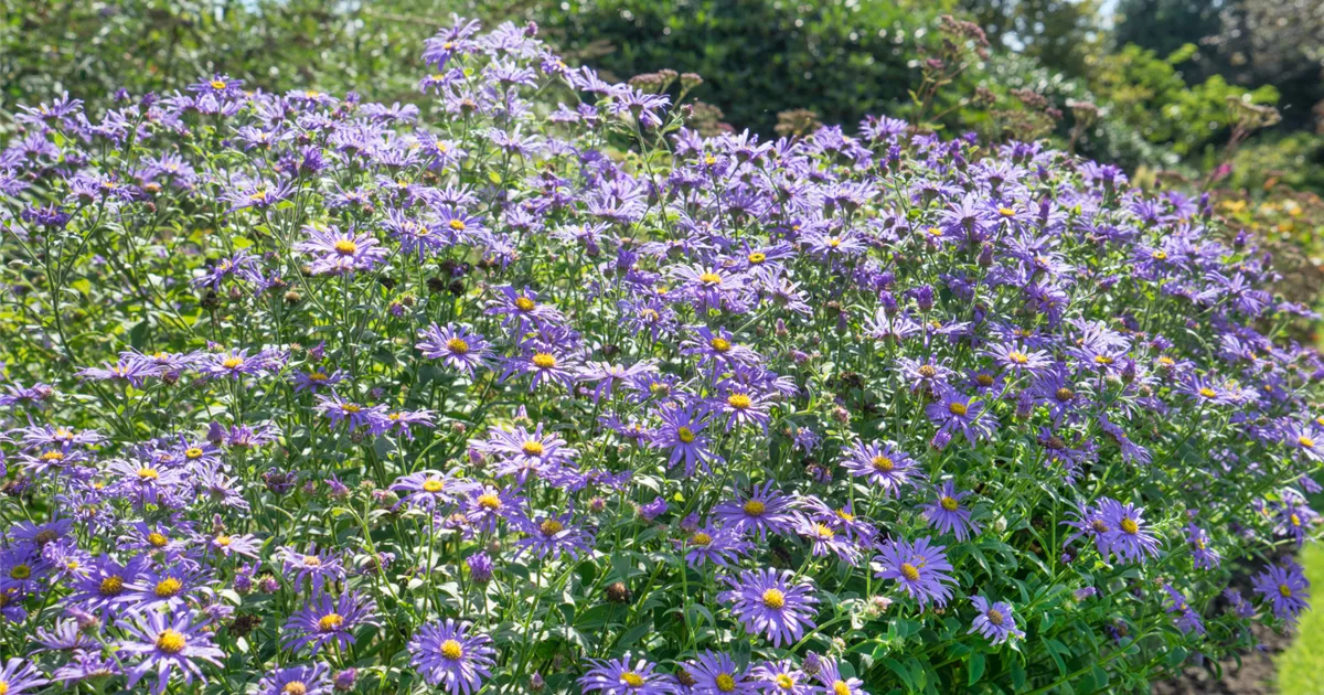 Aster azureus Pflanze, Pflege & Tipps Floragard