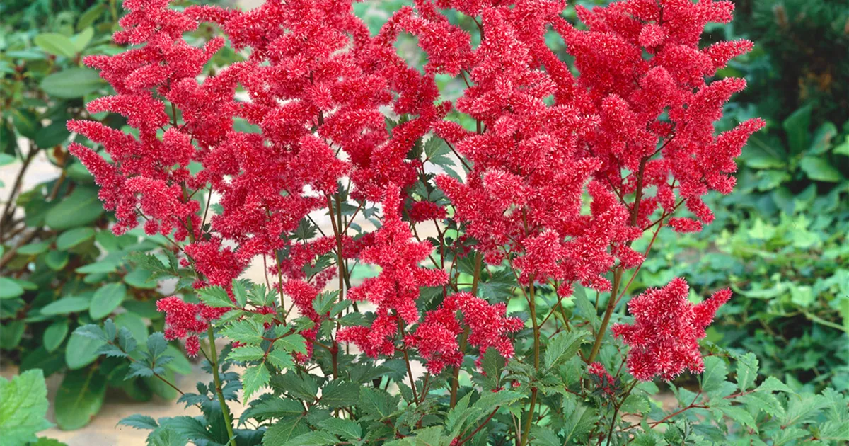 Astilbe japonica 'Bremen' Pflanze, Pflege & Tipps Floragard