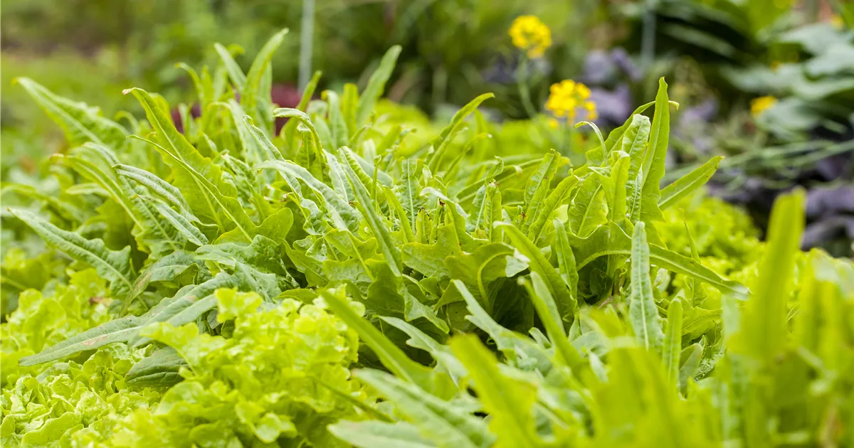 Salat auf dem Balkon Urban Gardening Floragard