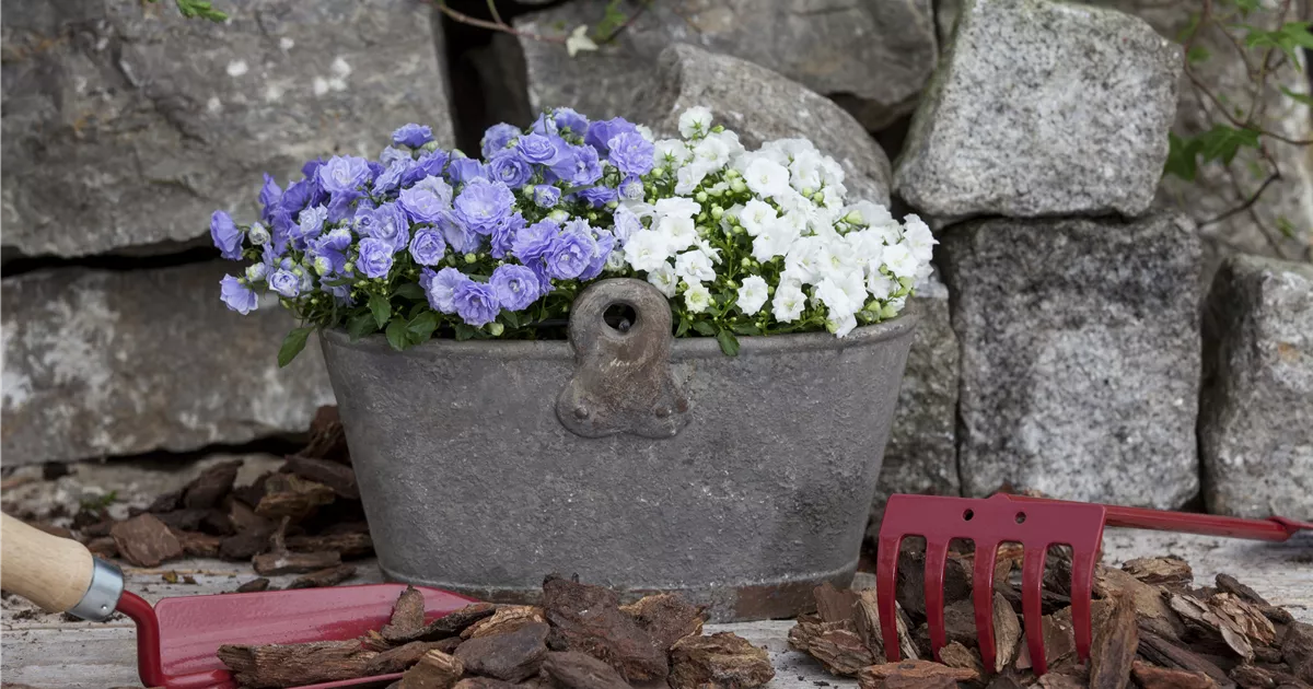 Campanula haylodgensis 'Blue Wonder' Pflanze, Pflege & Tipps Floragard
