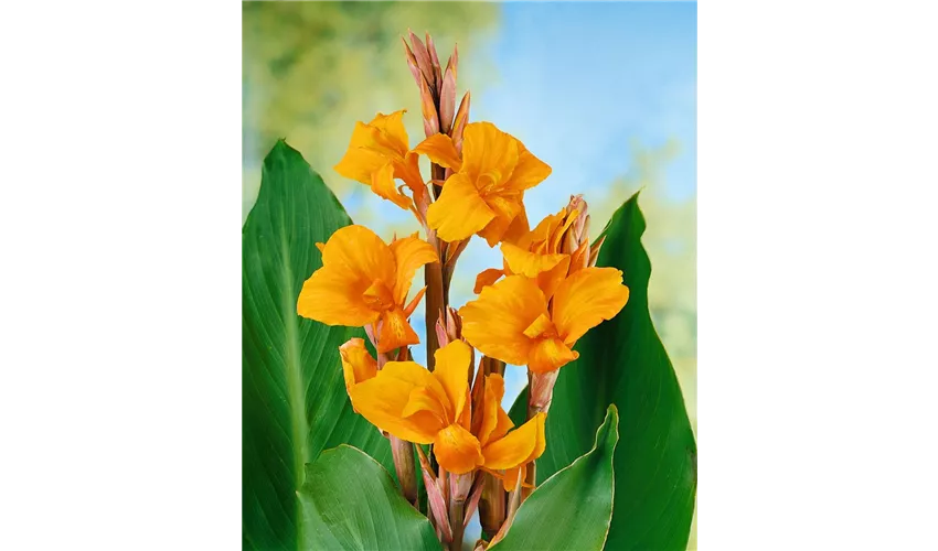 1Pack Blumenrohr Canna Penne ca.13cm Orange Naturdeko Floristikbedarf 