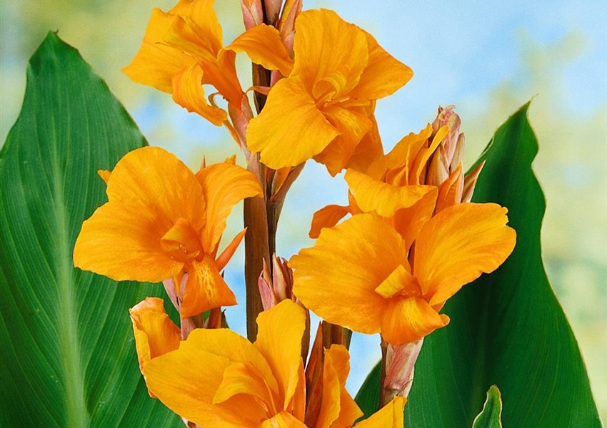 Indisches Blumenrohr 'Orange Beauty' Floragard Pflanzeninfothek
