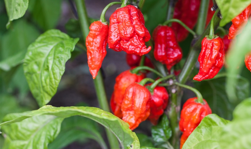 Chili 'Carolina Reaper' Floragard Pflanzeninfothek