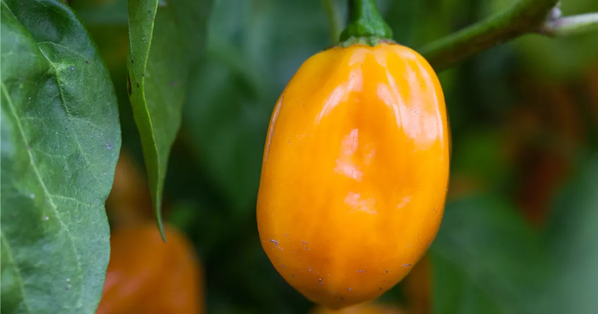 Semi Peperoncino Habanero 'Hot Lemon' - Capsicum Chinense, Circa 10 Semi Non Ibridi - Foto 3