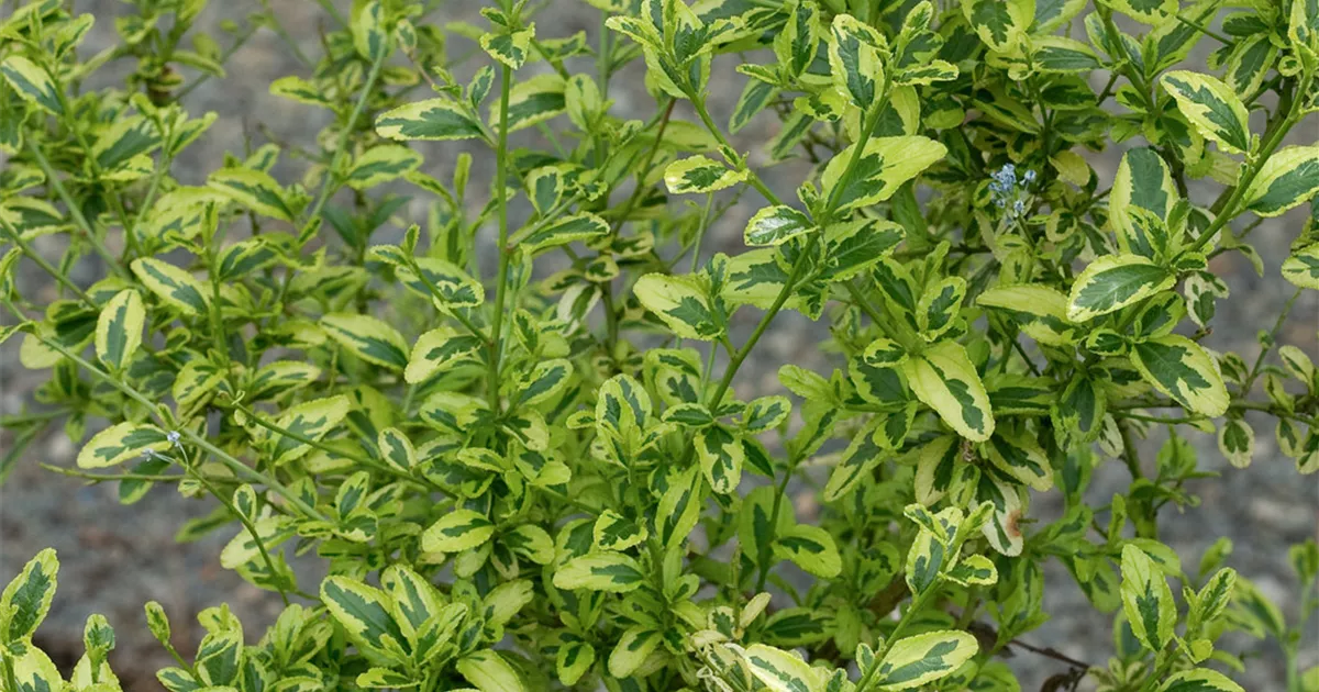 Ceanothus 'Lemon and Lime' Pflanze, Pflege & Tipps Floragard