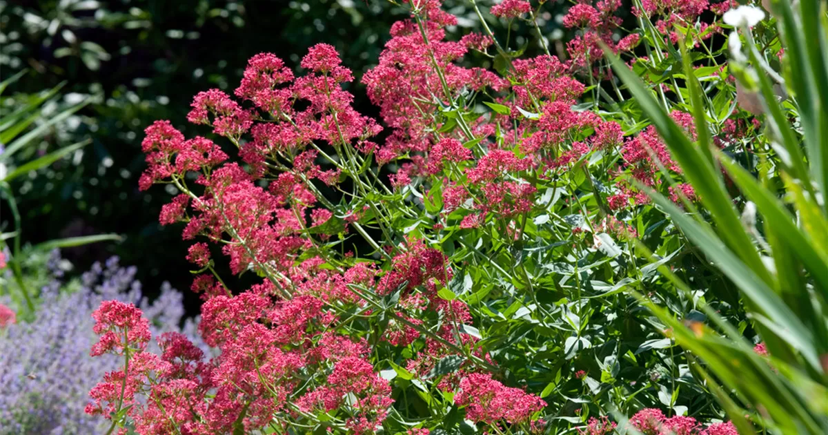 Garten-Spornblume 'Rosenrot' Pflanze, Pflege & Tipps Floragard