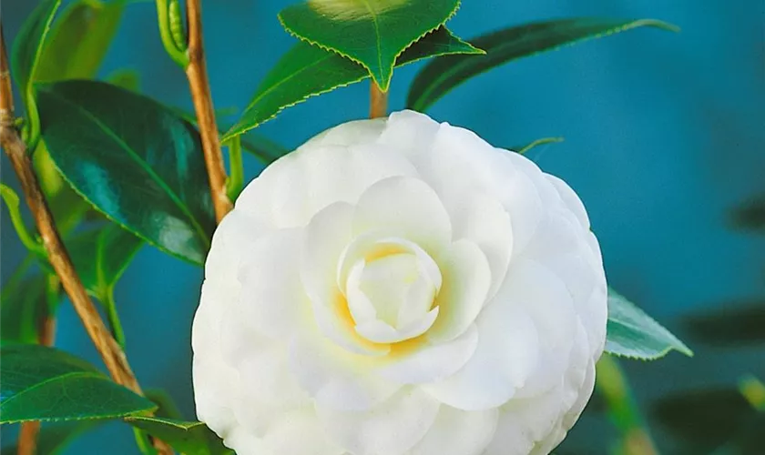 Camellia japonica 'Tootsie'