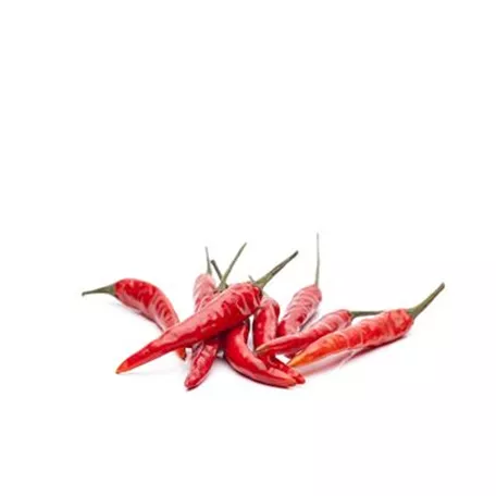 Capsicum frutescens 'Hot Red'