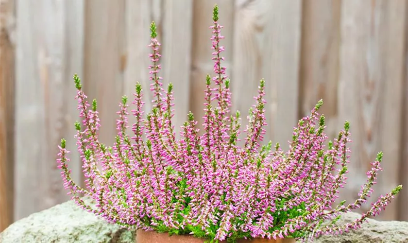 Calluna vulgaris 'Cheyenne' Pflanze, Pflege & Tipps Floragard
